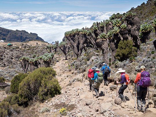 Lemosho Route Kilimanjaro