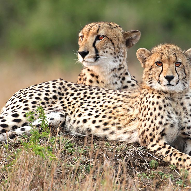 15 Days trip Tanzania + Zanzibar