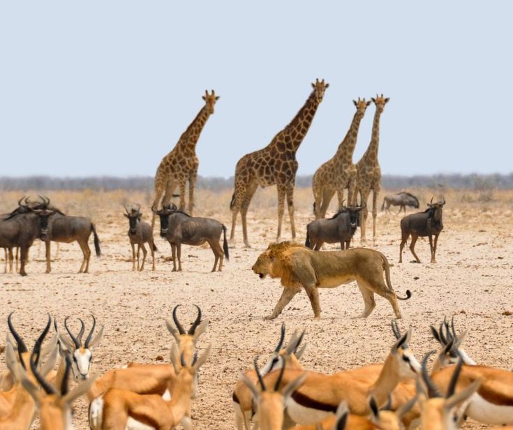 Arusha National Park